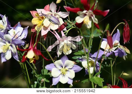 In one place of a flower bed aquilegia with flowers of different colors blossom.