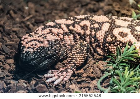 A venemous lizard lying on the ground facing the viewer