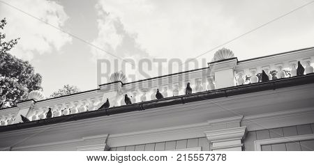 Grown Of Pigeons On The Roof