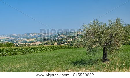 Landscape Near Ascoli Piceno At Summer