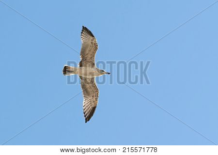 Caspian Gull In Flight In The Clear Blue Sky Larus Cachinnans Closeup