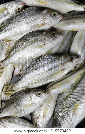 Raw Trumpeter or Grunter fish of ingredients for cookingfoods animal background.