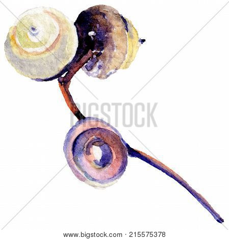 Forest acorn in a hand drawn watercolor style isolated. Aquarelle acorn for background, texture, wrapper pattern, frame or border.