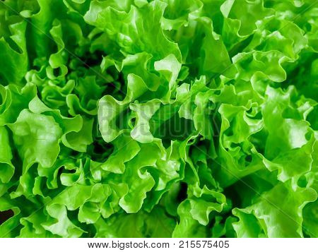 Fresh green natural lettuce salad background. Summer garden.