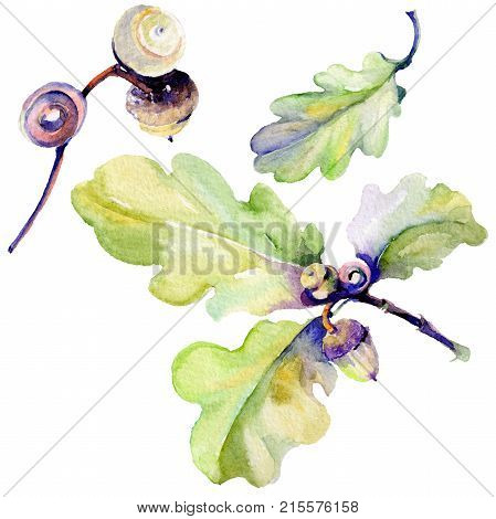 Forest acorn in a hand drawn watercolor style isolated. Aquarelle acorn for background, texture, wrapper pattern, frame or border.