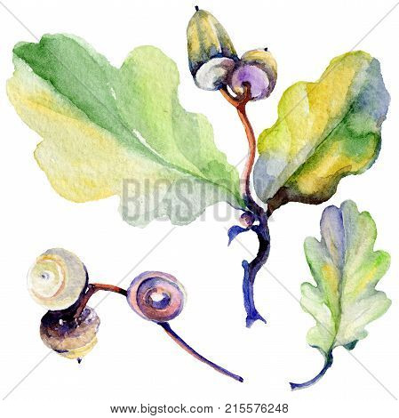 Forest acorn in a hand drawn watercolor style isolated. Aquarelle acorn for background, texture, wrapper pattern, frame or border.