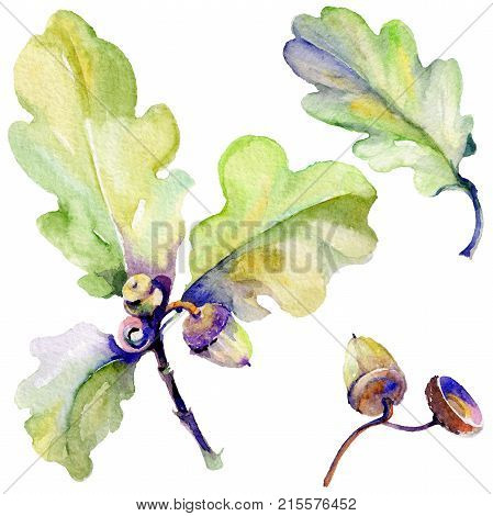 Forest acorn in a hand drawn watercolor style isolated. Aquarelle acorn for background, texture, wrapper pattern, frame or border.