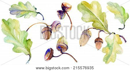 Forest acorn in a hand drawn watercolor style isolated. Aquarelle acorn for background, texture, wrapper pattern, frame or border.