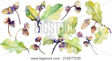 Forest acorn in a hand drawn watercolor style isolated. Aquarelle acorn for background, texture, wrapper pattern, frame or border.