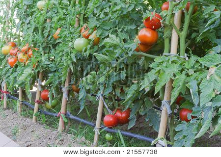 Tomate tomates