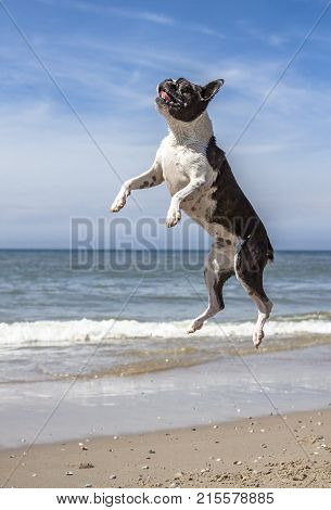Pug jumping and running on the sandy beach