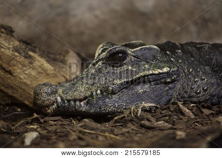 Dwarf crocodile (Osteolaemus tetraspis), also known as the African dwarf crocodile.