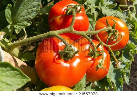 Tomates rouges