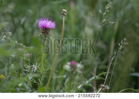 Violet Rhaponticum, Perennial Herbaceous Plant In The Meadow