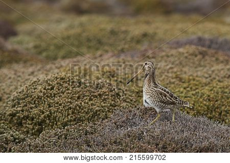 Magellanic Snipe (Gallinago paraguaiae magellanica) in a grassy meadow on Sea Lion Island in the Falkland Islands.