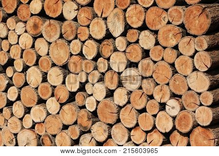 Pile of wood prepared for the winter