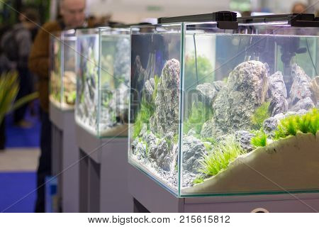 Kiev Ukraine 09022017: Aquaterrashow 2017. Stand with aquariums at the Iwagumi contest