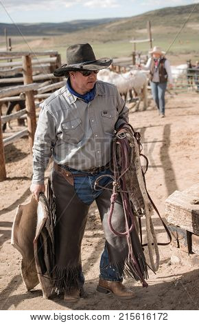 May 1, 2016 Craig, CO: Cowboy wrangler carrying his hackamore, horse blanket, lead rope and saddle to tack room