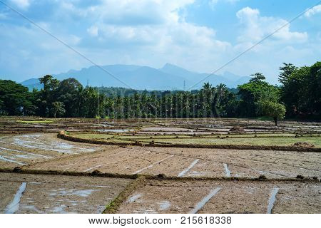 Close-up photograph of paddy fields with crops of rice in Sri Lanka