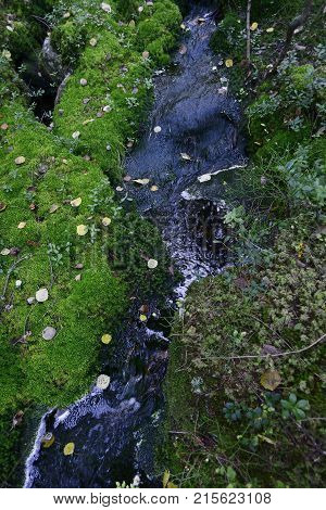 creek in the dense forest among the stones and moss