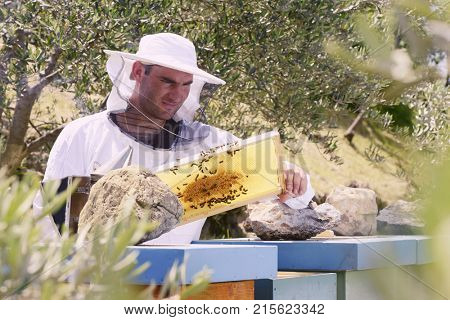 Bee keeper looking at honeycomb and bees