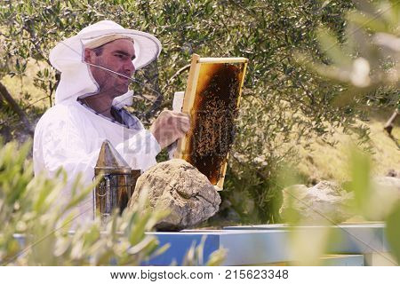 Honey bee keeper checking on his bees