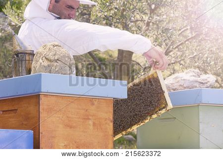Bee keeper checking his bees