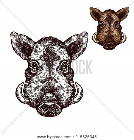 Boar wild animal sketch vector icon. Muzzle head of wild aper swine or pig hog symbol for wildlife fauna and zoology or hunting sport team trophy and nature zoo adventure club