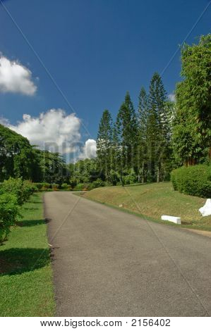 Pathway Landscape