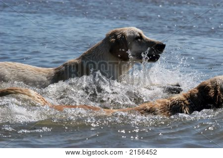 Glade gul Labrador hoppe i vandet