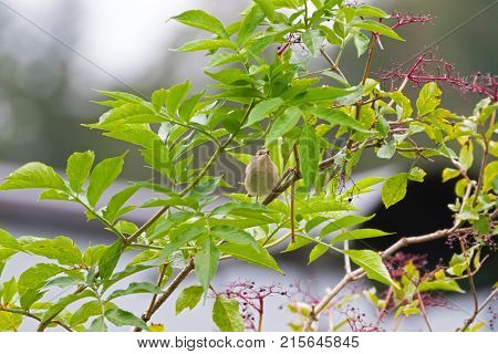 Cute Garden Warbler bird in pale brown perching feeding on Elderberry tree, Autumn in Austria, Europe (Sylvia borin)