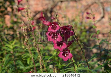 Penstemon Rich Ruby
