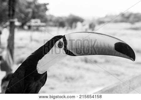 Closeup view of one tropical colorful beautiful funny brazil feathered bird of toucan in wildlife with big bright orange open beak sunny day outdoor on blurred natural background horizontal photo