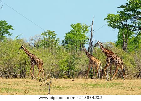 Journey of Thornicroft Giraffe walking across the open plains with a natural bush vbackground in Spouth Luangwa National Park Zambia southern africa