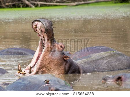Large Hippopotamus yawning with large teeth amongst a pod of other hippo's in Mfuwe South Luangwa National Park Zambia
