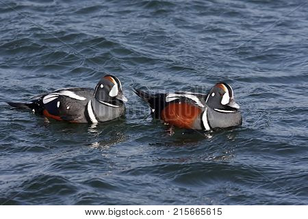 Colorful male Harlequin Ducks (histrionicus) swimming in the Atlantic Ocean