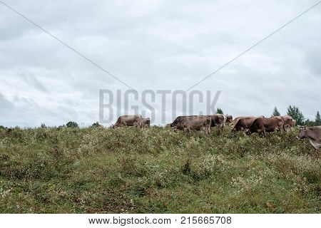 Cows grazing in a field in the rain