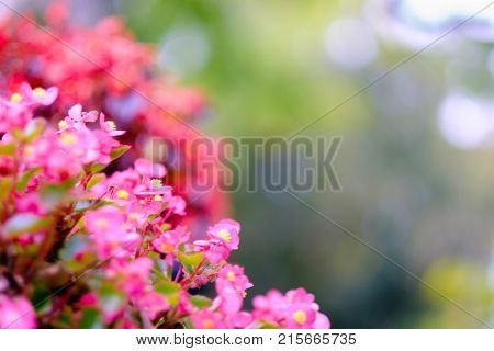Beautiful little pink flowers with a heavily blurred background