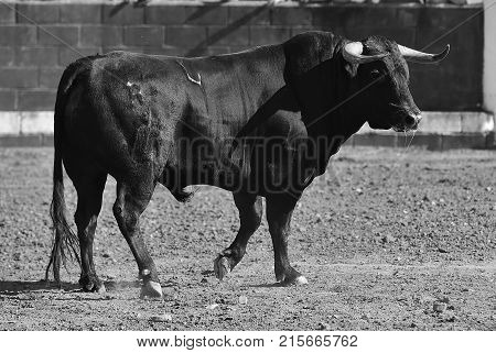 bull in spain with big horns running in bulring