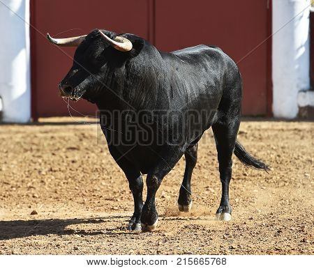 bull in spain with big horns running in bulring