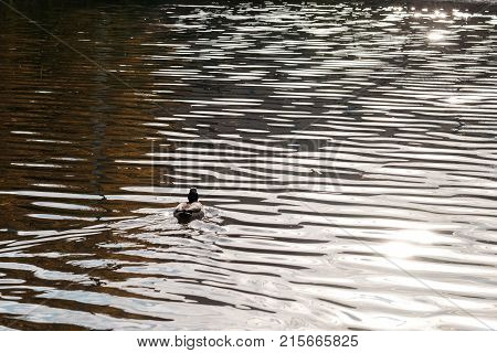 Ducks floating in a dark autumn pond