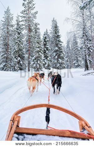 Husky dogs on sled at Rovaniemi forest in winter Finland Lapland