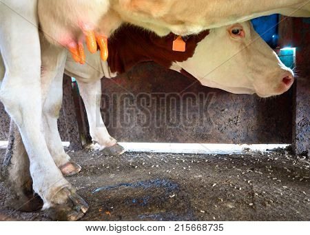 Fatmilking of cows utter before milking Franche Comte France.
