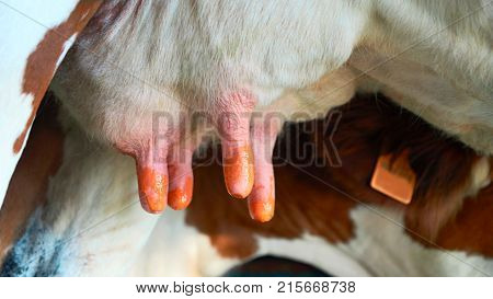 Fatmilking of cows utter before milking process Franche Comte France.