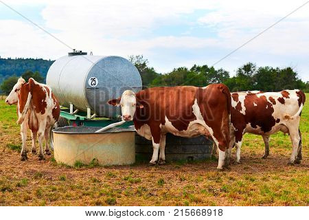 Cows at watertrough in pasture Franche Comte France.