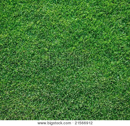 Close up shot di erba fresca primavera verde.