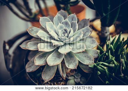 Cactus succulents in a planter and garden.