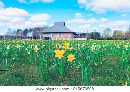 Field with tulip flowers at Druskonis Lake in Druskininkai Lithuania