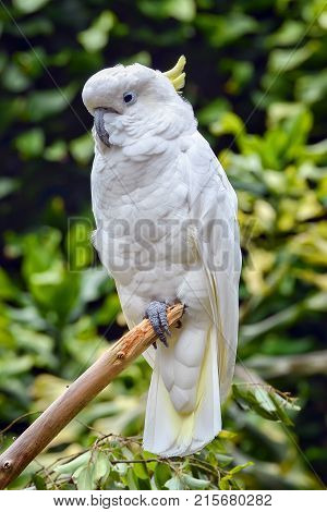 a parrot is perched on a branch