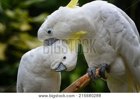 a pair of parrots treating each other